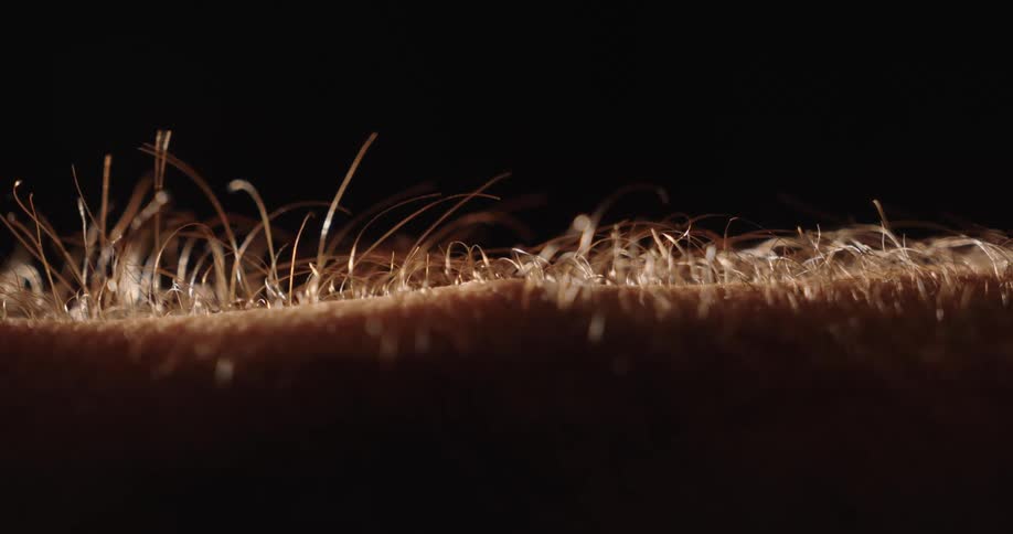 Extreme close-up macro shot of hair on human skin standing up straight, creating goosebumps