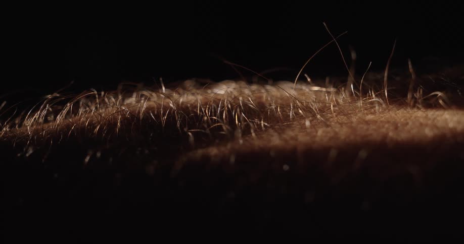 Extreme close-up of hair standing on end as goosebumps form on human skin