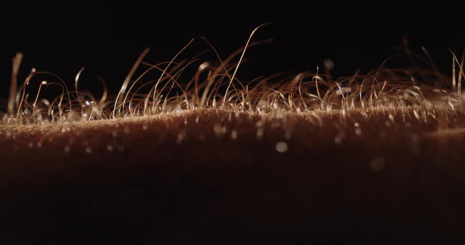An extreme macro shot captures the hairs on a person's arm standing straight up, creating goosebumps against a dark background