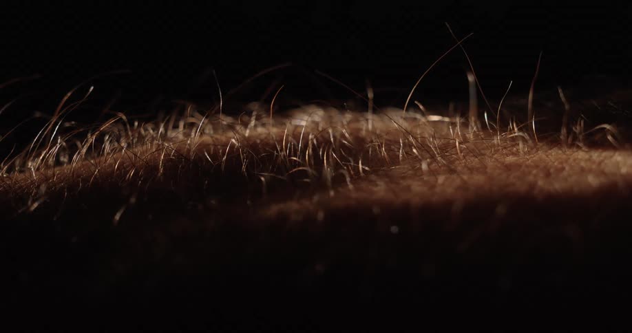 A dramatic macro shot of hair standing on end as goosebumps form on human skin