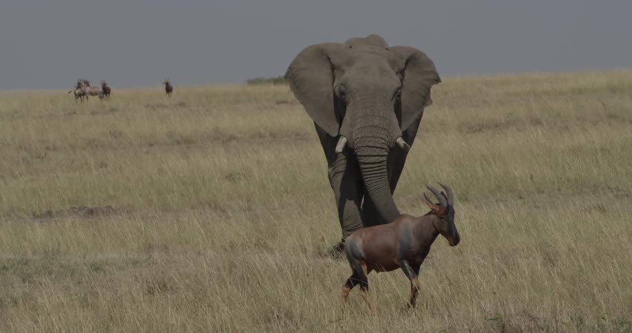 An elephant walks on a grassy plain as gazelle type animal walks by