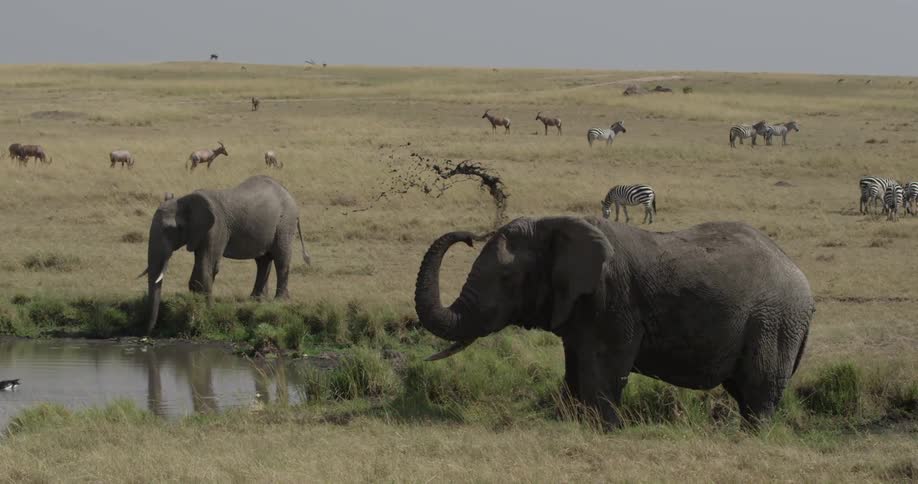 An elephant flings mud onto its head in the savanna
