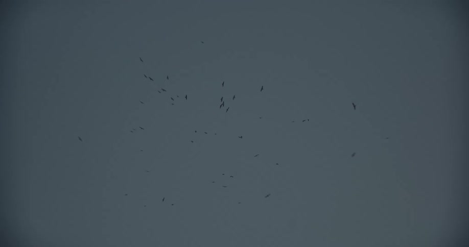 Silhouetted birds of prey soar and circle in the overcast gray sky