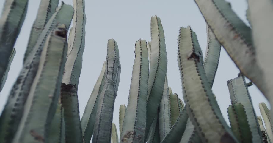 A static low-angle shot of tall green cactus plants against a bright, clear sky