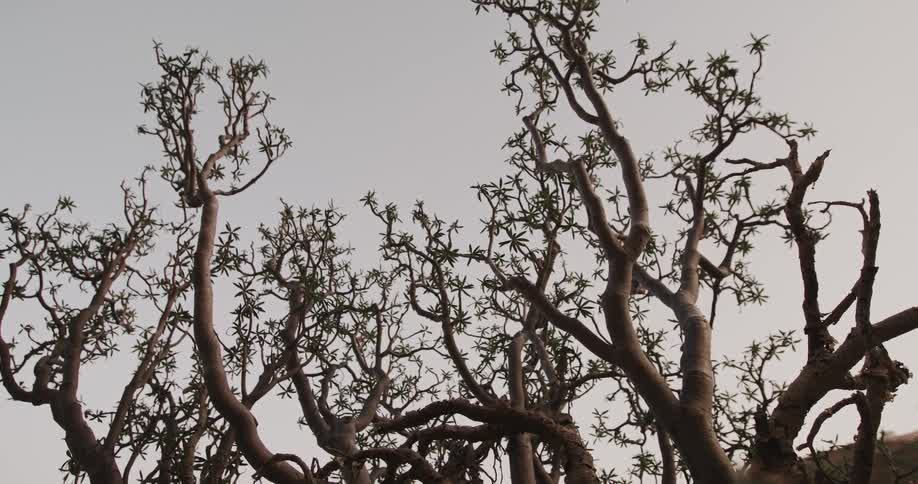 A static, low-angle view of gnarled tree branches with sparse leaves against a pale, overcast sky