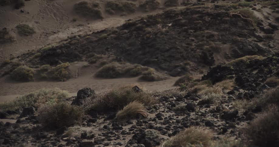 Close up of a desert-like volcanic landscape with sand, rocks and dry grass blowing in the wind