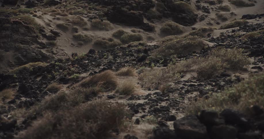 A small black bird hops across a barren landscape of dark volcanic rock, sand, and dry vegetation
