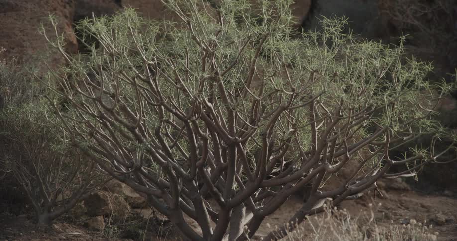 A slow zoom focuses on a lone green bush growing in a rocky, arid landscape beneath a natural stone arch