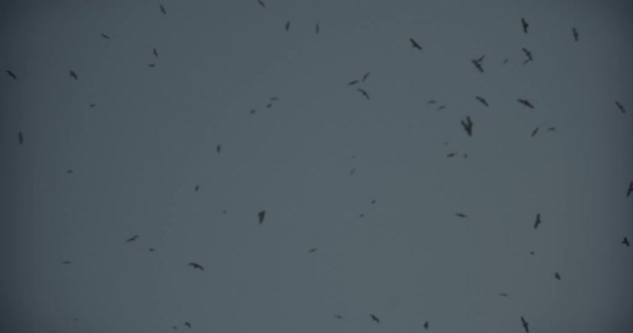 A large flock of birds soars and circles in the dark, overcast sky