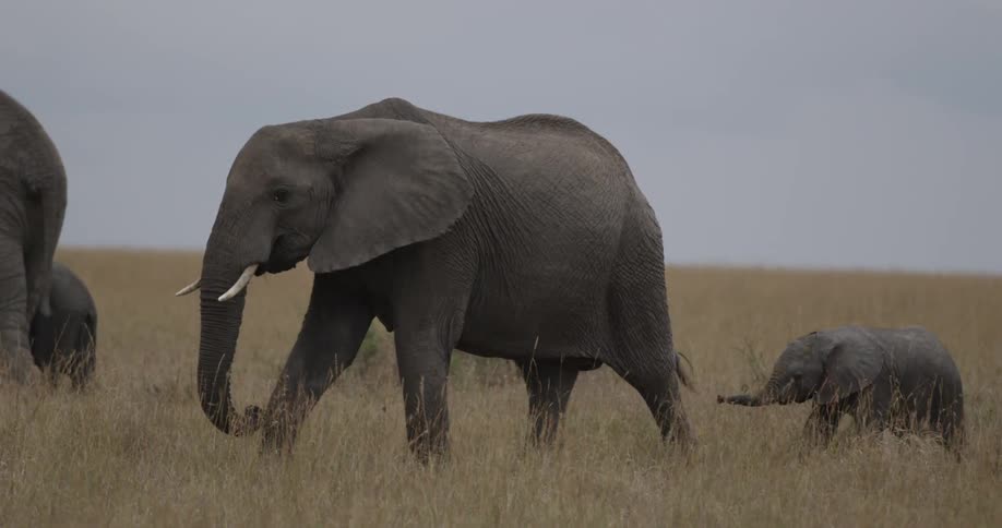 Herd of elephants marching across the plains