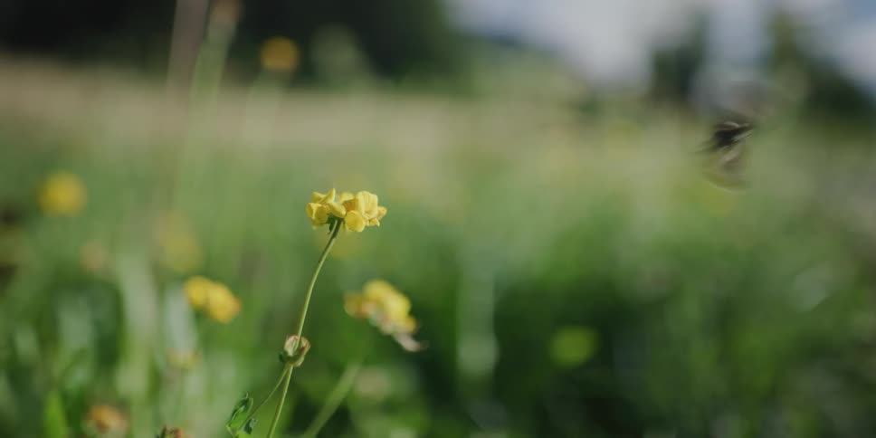 A delicate brown butterfly takes flight from a yellow wildflower in a lush green meadow in super slow motion