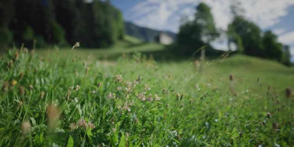 A butterfly flutters gracefully in slow motion over a sun-drenched wildflower meadow in the mountains