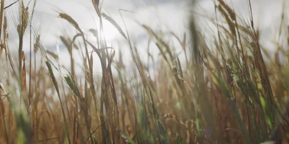 Golden shafts of wheat sway gently in the breeze, backlit by a warm, bright sun on a beautiful day