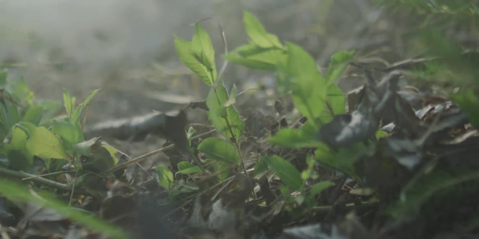 A slow-motion close-up shot of wind blowing dry leaves and dust over new green plant growth on a hazy forest floor