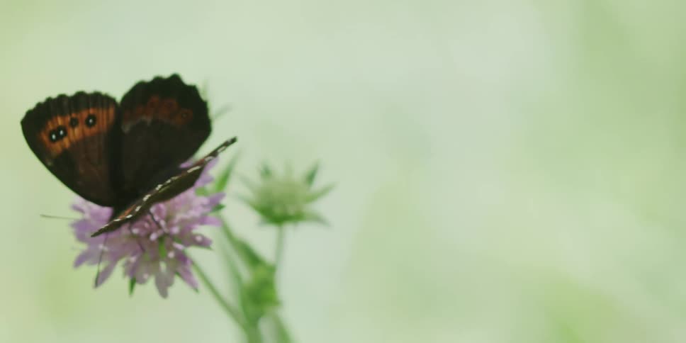 A beautiful Arran Brown butterfly rests on a purple scabious flower, then gracefully takes flight in slow motion