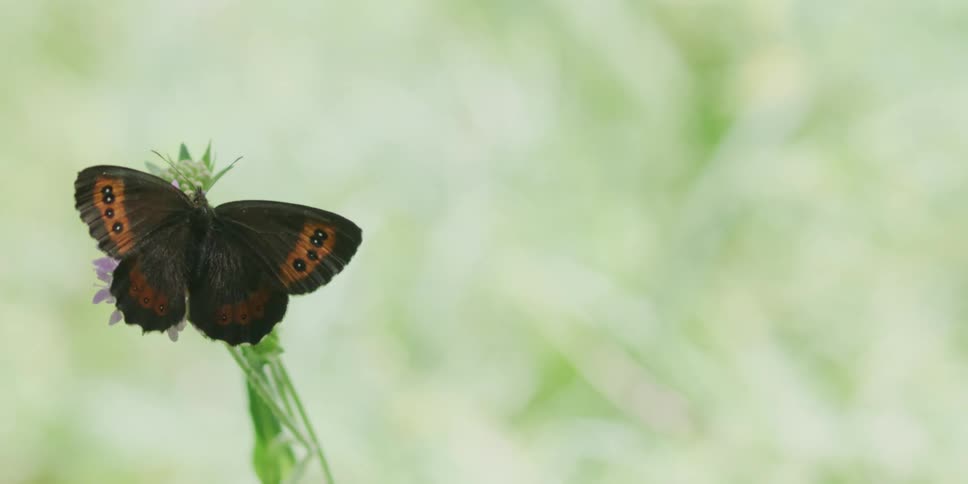A dark brown butterfly with orange and black spots rests on a small purple flower against a soft green background