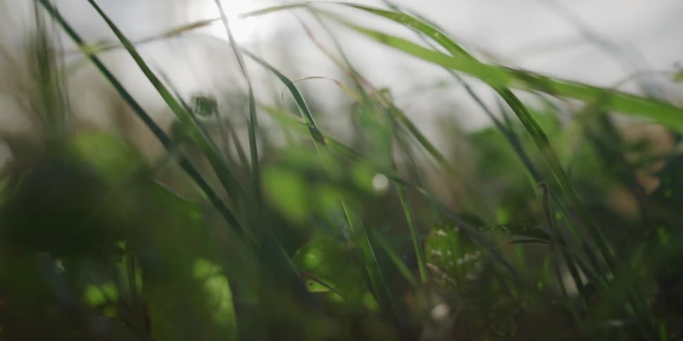 Dreamy macro shot of lush green grass swaying gently in the breeze with a bright sun in the background creating a beautiful lens flare