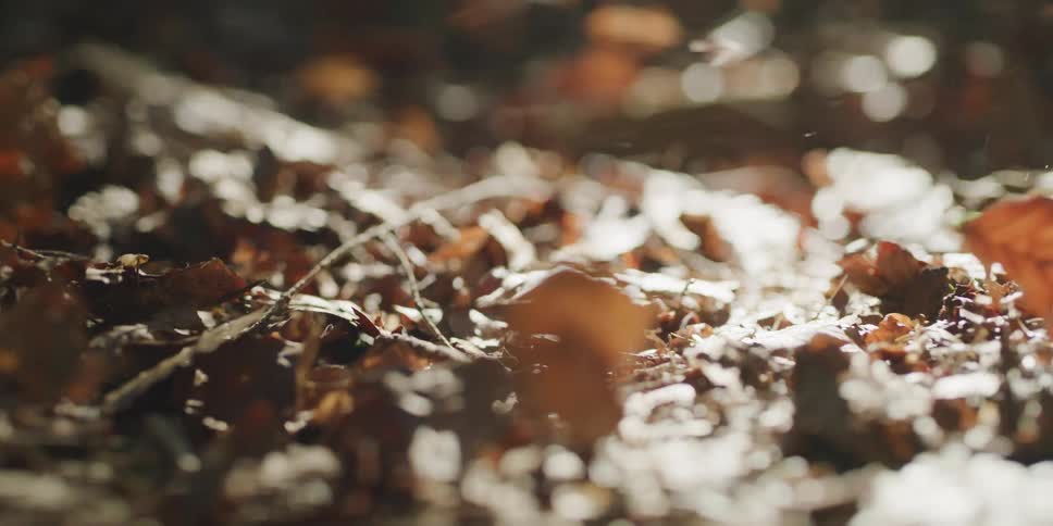 A slow-motion macro shot captures golden autumn leaves gently falling onto the sunlit forest floor