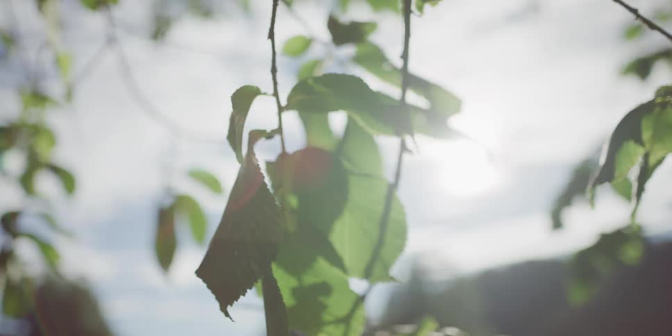 Sunlight filters through the vibrant green leaves of a tree, creating a serene and natural scene with beautiful lens flare
