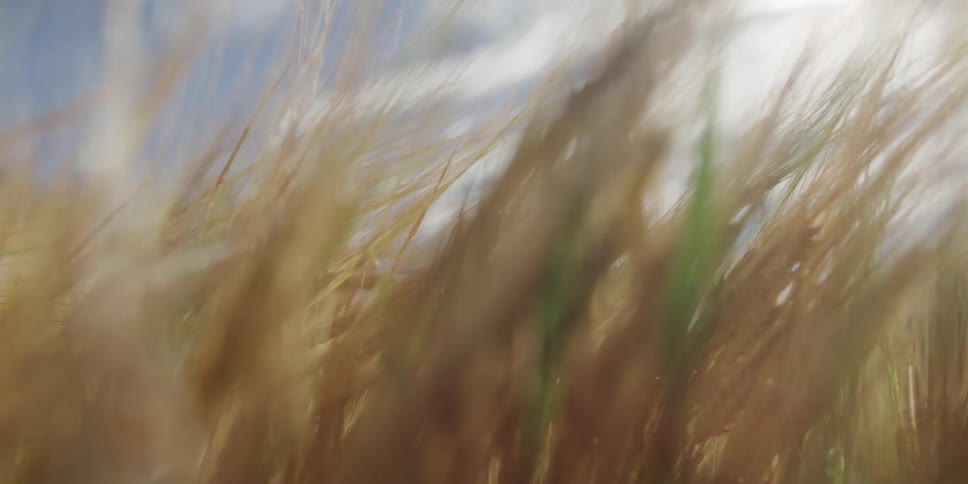 An immersive slow pull-back through a sun-kissed field of golden wheat