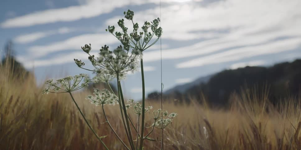 A slow focus pull reveals a white wildflower gently blowing in the breeze amidst a golden field of wheat on a sunny day