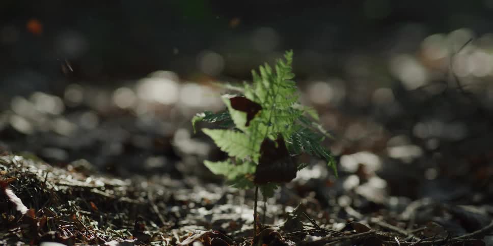 Slow motion shot of dry autumn leaves falling on a small green fern in a sunlit forest