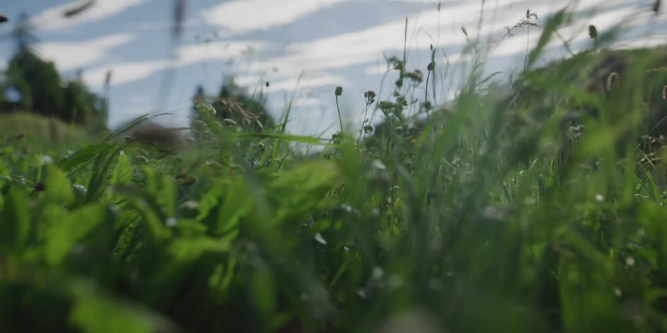 Slow-motion close-up of lush green grass and wildflowers swaying in a sunlit meadow