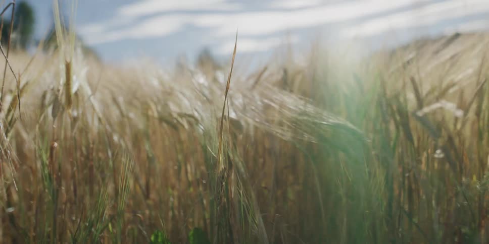 A slow-motion close-up of a sun-kissed wheat field swaying gently in the summer breeze, with a dreamy lens flare