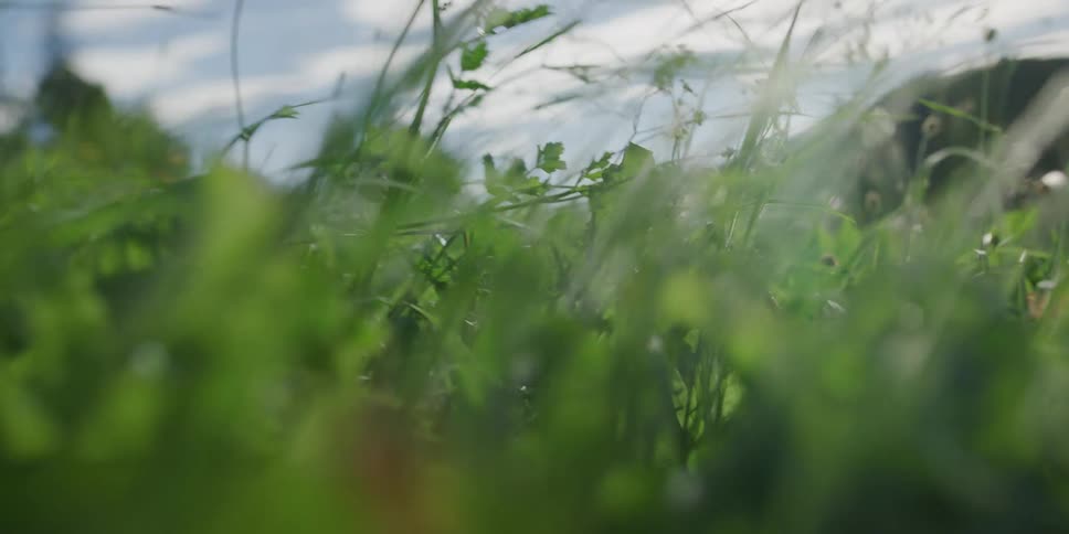 A serene, slow-motion close-up shot gliding backward through a sunlit field of lush green grass and weeds