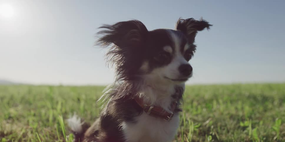 A small, long-haired Chihuahua enjoys the warm sun and gentle breeze while sitting in a grassy field on a sunny day