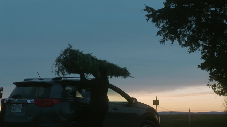 A man carries a christmas tree over to the car as a woman grabs rope