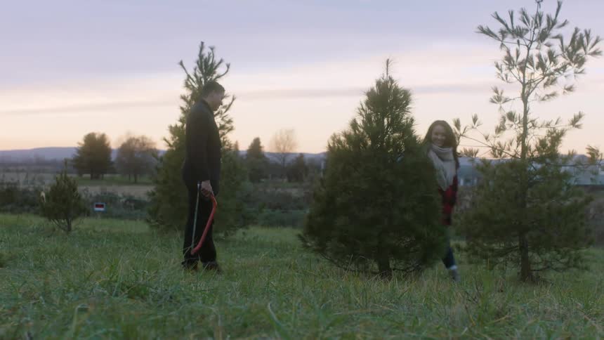 A man and woman look for a pine tree to cut down