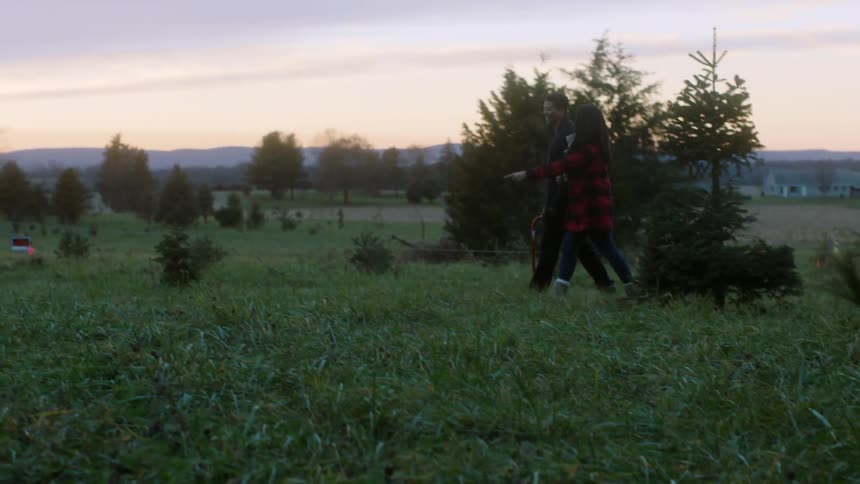 A man and woman look for a christmas tree to cut down