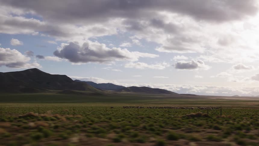 Driving past a vast green meadow where a herd of sheep graze peacefully at the base of rolling mountains under a cloudy sky