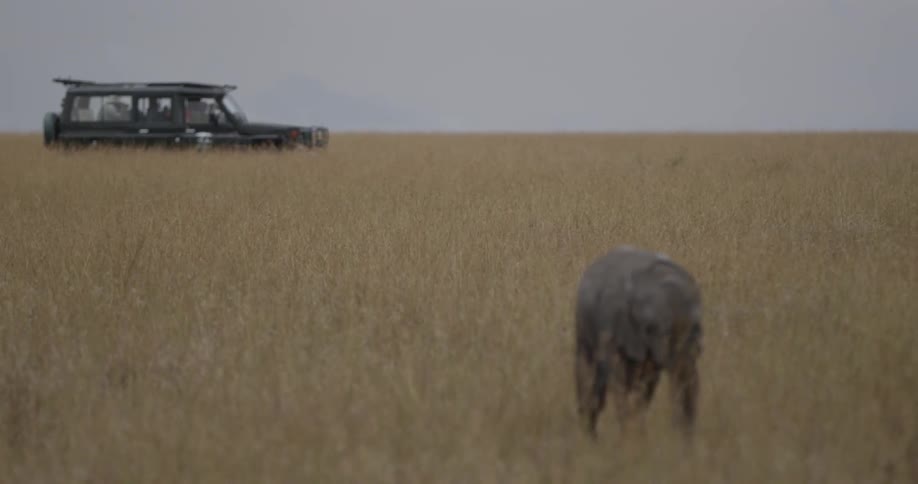 A vehicle of photographers watch a baby elephant walk away