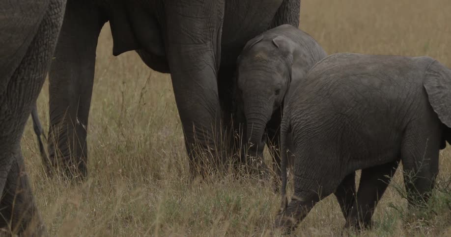 Herd of elephants standing in a field