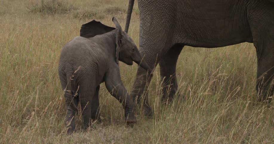 Baby elephant walking behind its parent
