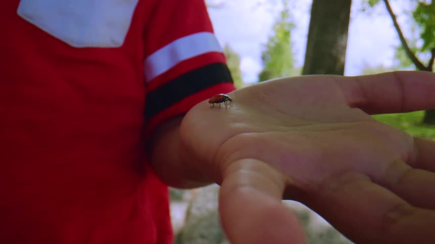 A ladybug unfolds its wings and takes off from a person's palm in a close-up super slow-motion shot