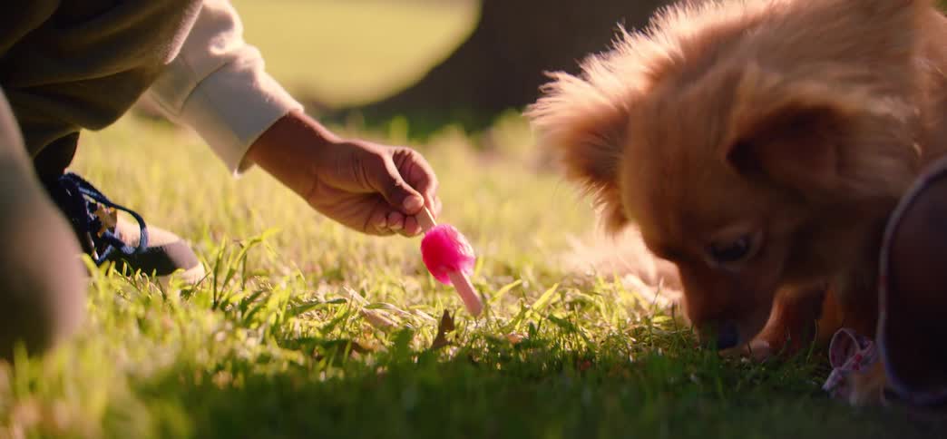 A person's hand holds a melting pink popsicle in the grass for a small, fluffy dog to lick on a sunny day