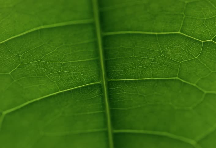 An extreme macro shot reveals the intricate vein structure and vibrant green texture of a plant leaf with a slow focus pull