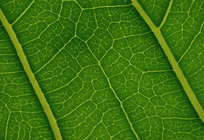 A vibrant green leaf is seen in extreme close-up, revealing its intricate network of veins and cellular structure
