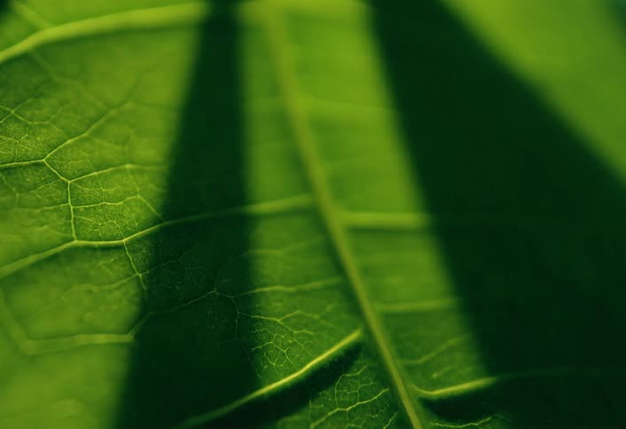 A mesmerizing macro view of a green leaf, where shifting focus reveals the intricate patterns of its veins under dramatic light and shadow