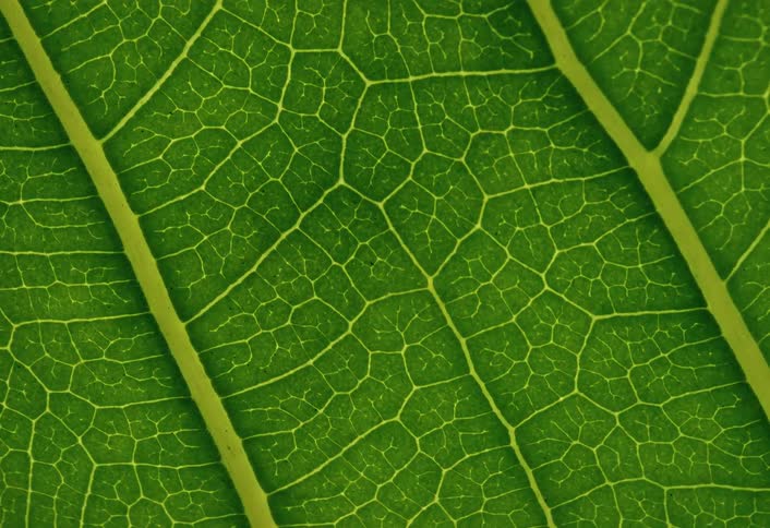 A slowly panning macro shot reveals the detailed cellular structure and intricate veins of a vibrant green leaf