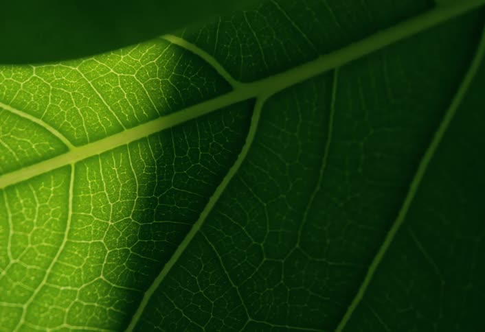 The intricate cellular structure of a green leaf is revealed in a macro close-up as light shines through it