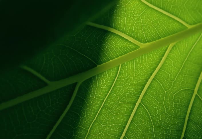 A detailed macro shot reveals the intricate vein structure of a vibrant green leaf backlit by the warm glow of sunlight