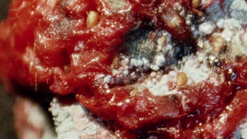 A rapidly edited, experimental montage of macro shots reveals the grotesque beauty of a strawberry decaying and molding
