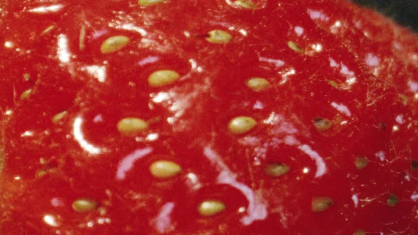 An artistic macro zoom reveals the detailed texture of a single red strawberry with a vintage film grain effect