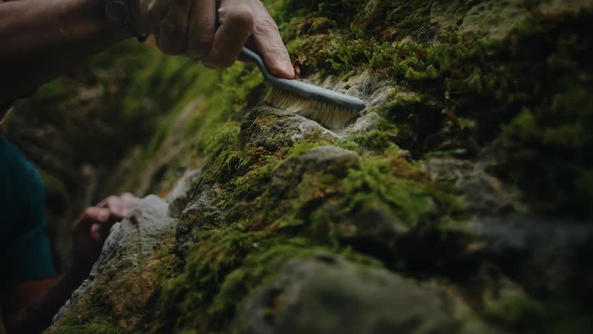 A rock climber uses a brush to clean a chalked handhold on a mossy boulder in the forest