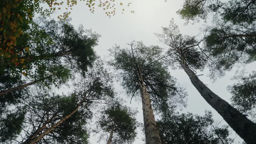 A slow pull-back shot looking up at the canopy of a pine forest on a cloudy day