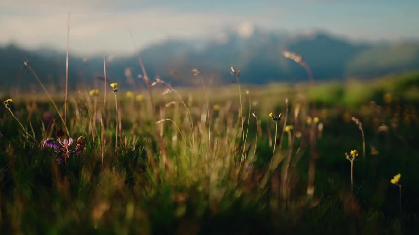 Sunlit grass and wildflowers sway gently in a peaceful mountain meadow, with a soft-focus mountain range in the background